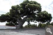 Old trees
